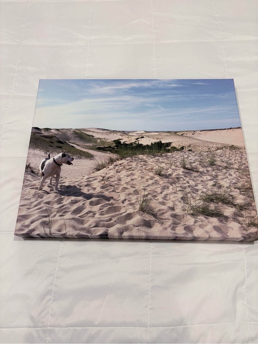 20” x 16” Canvas Wall Art – Dog in Sand Dunes